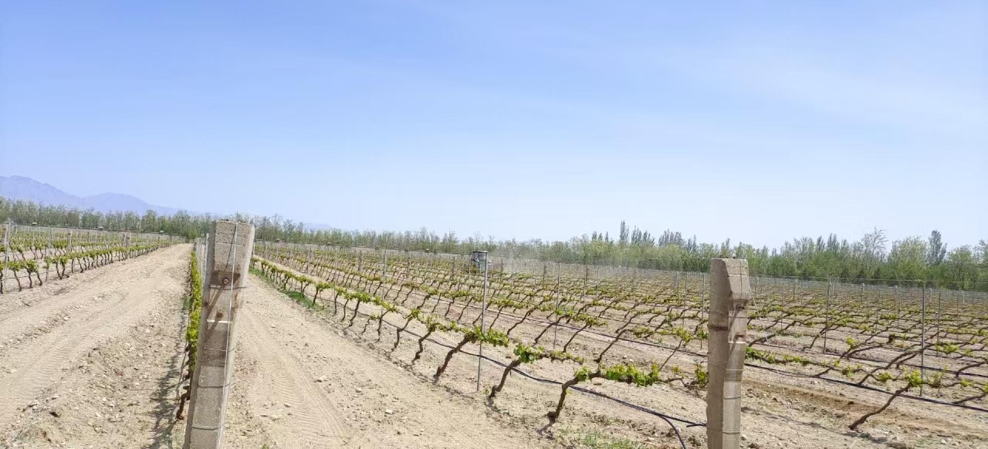 Establishing China’s First Carbon Footprint Standards for the Wine Industry: The Ningxia Model